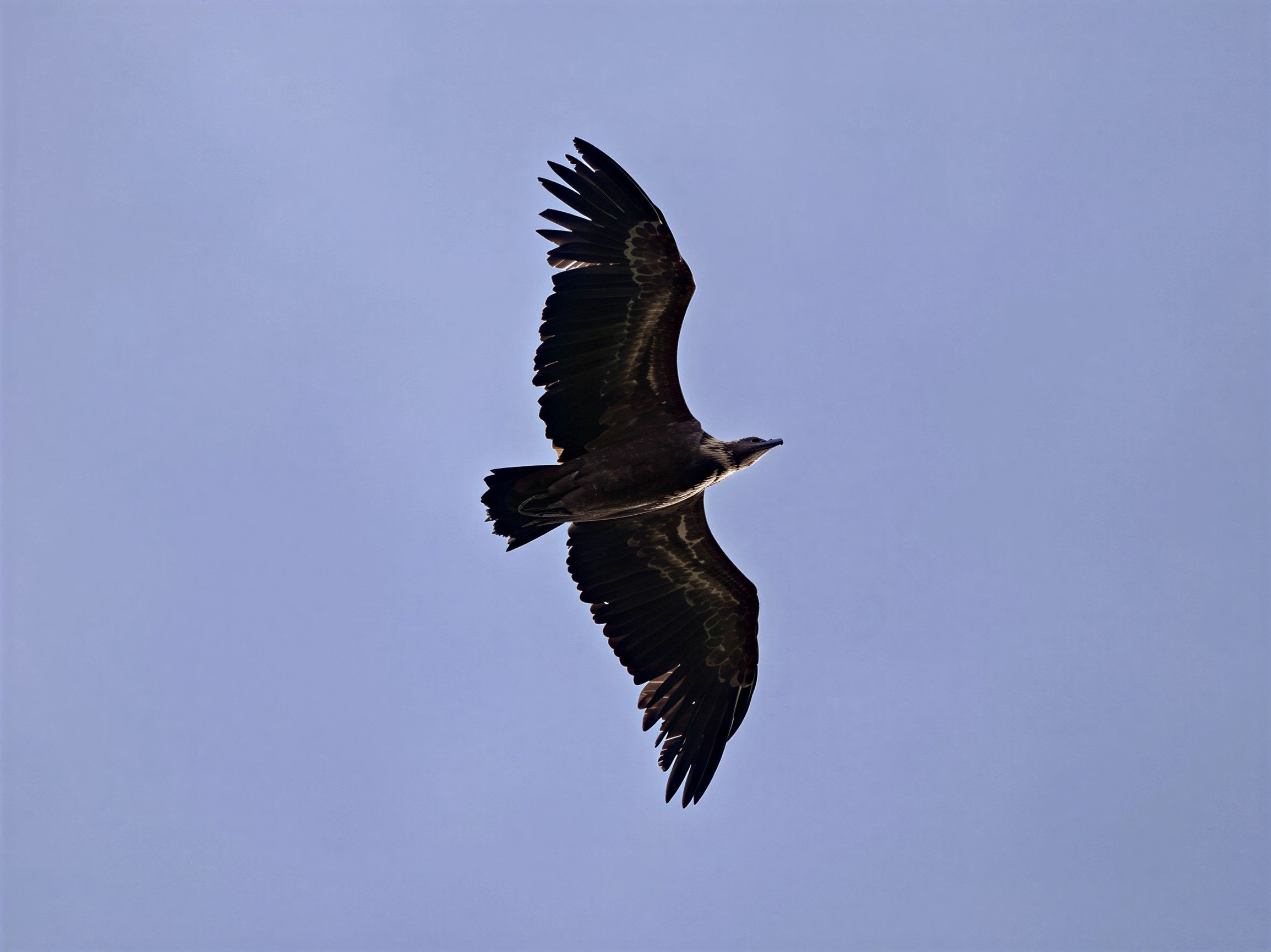 Fauna