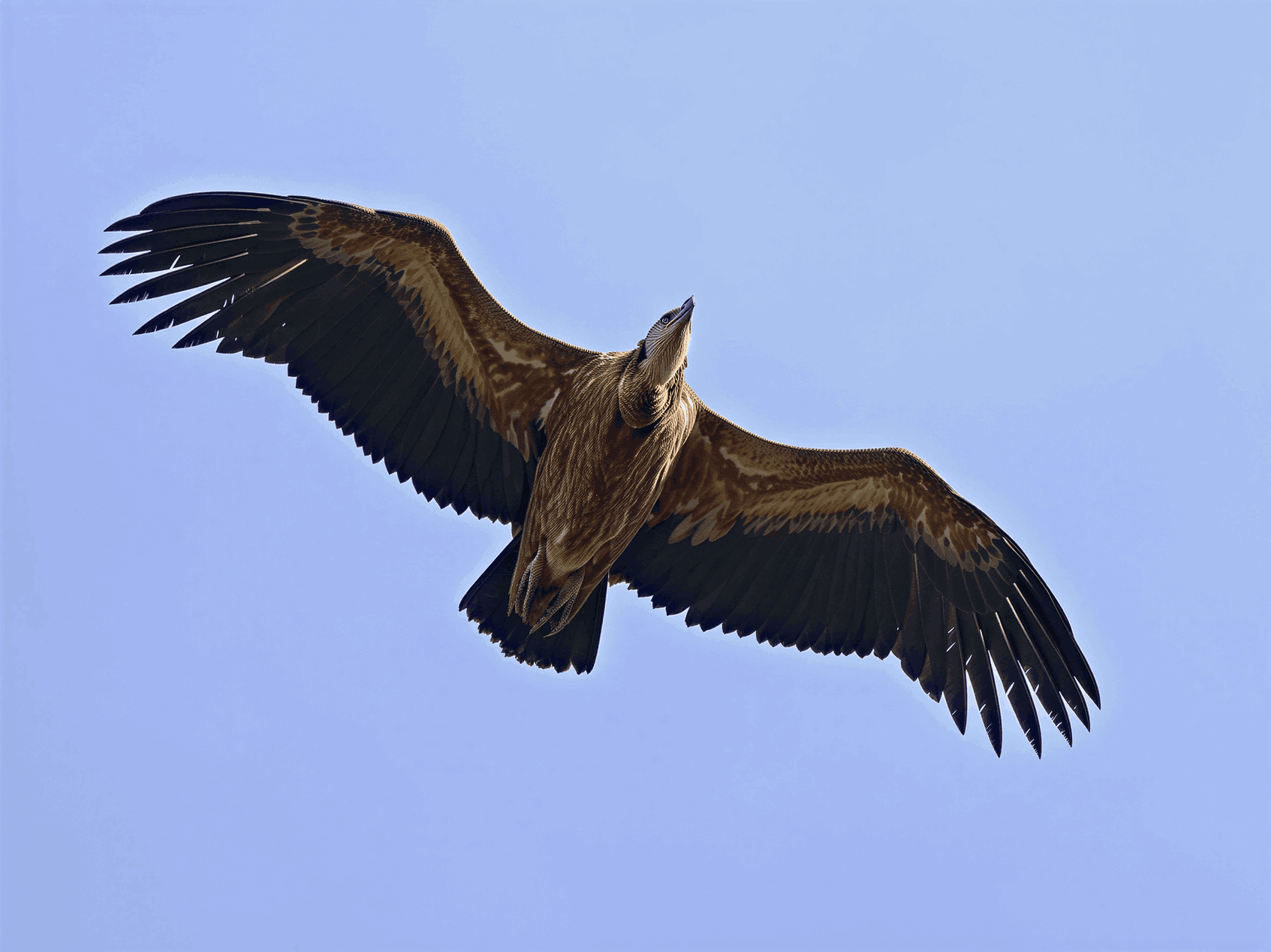 Fotografía de fauna